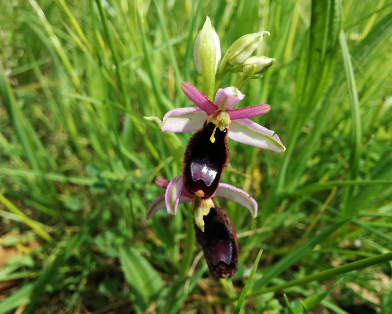 Ophrys bertolonii subsp. benacensis